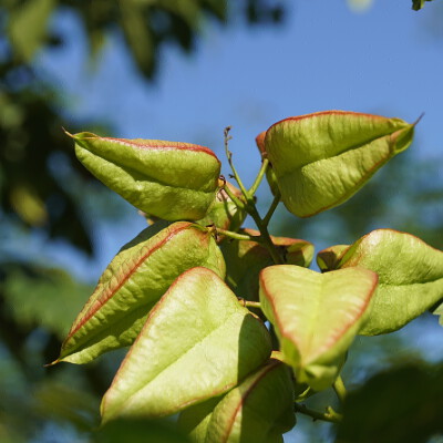 Koelreuteria paniculata 'Rosseels'